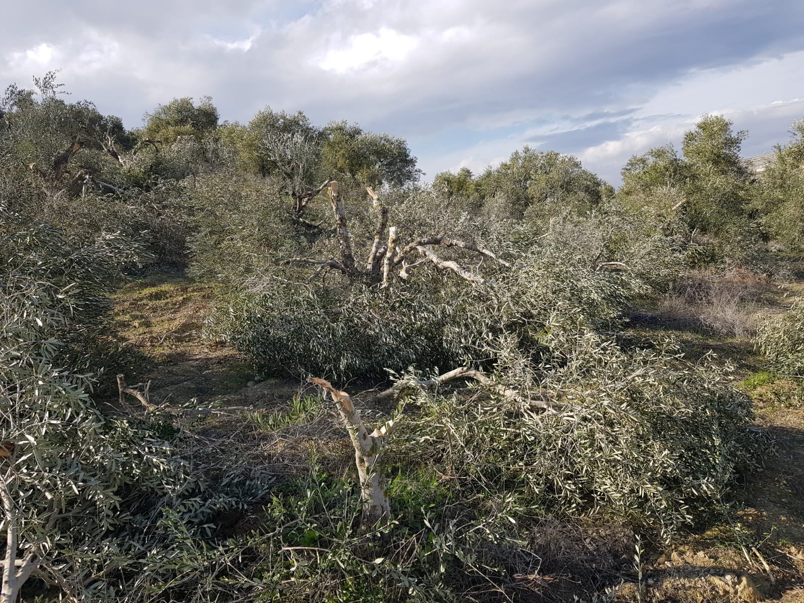 Burin, Nablus District: Settlers cut down some 65 olive trees | B'Tselem